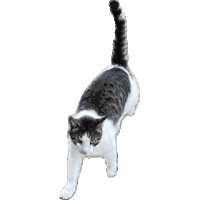 Small spinning OIIA cat GIF 1